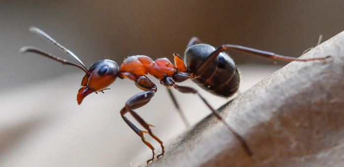 How many ants are in the world?